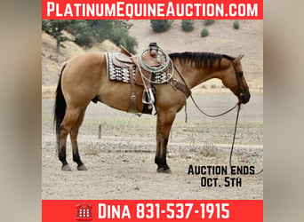 American Quarter Horse, Castrone, 9 Anni, Falbo
