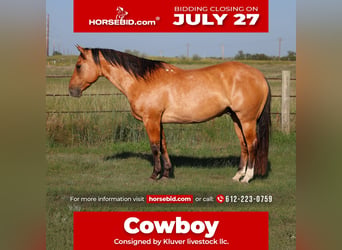American Quarter Horse, Castrone, 9 Anni, Falbo
