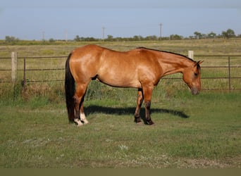 American Quarter Horse, Castrone, 9 Anni, Falbo