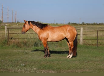 American Quarter Horse, Castrone, 9 Anni, Falbo
