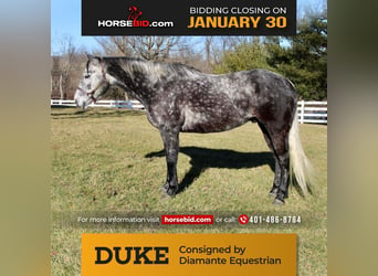 American Quarter Horse, Castrone, 9 Anni, Grigio pezzato