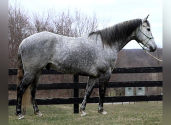 American Quarter Horse, Castrone, 9 Anni, Grigio pezzato