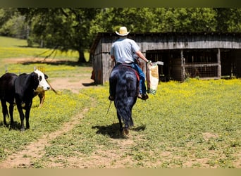 American Quarter Horse, Castrone, 9 Anni, Morello