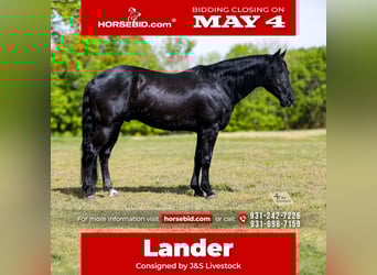 American Quarter Horse, Castrone, 9 Anni, Morello