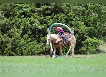 American Quarter Horse, Castrone, 9 Anni, Palomino