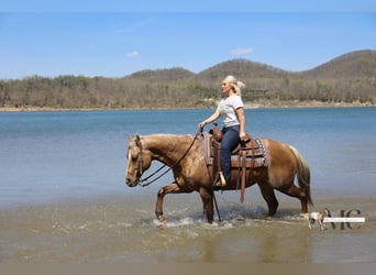 American Quarter Horse, Castrone, 9 Anni, Palomino