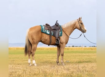 American Quarter Horse, Castrone, 9 Anni, Palomino