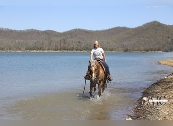 American Quarter Horse, Castrone, 9 Anni, Palomino