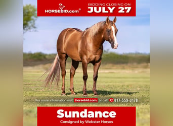 American Quarter Horse, Castrone, 9 Anni, Palomino