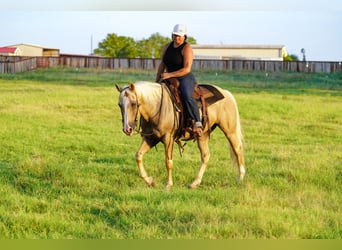 American Quarter Horse, Castrone, 9 Anni, Palomino
