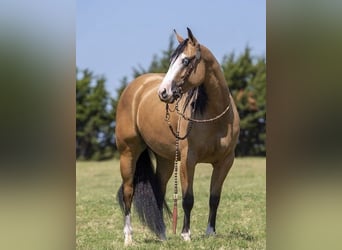 American Quarter Horse, Castrone, 9 Anni, Pelle di daino