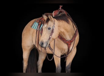 American Quarter Horse, Castrone, 9 Anni, Pelle di daino
