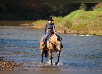 American Quarter Horse, Castrone, 9 Anni, Pelle di daino