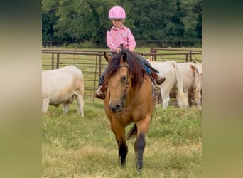 American Quarter Horse, Castrone, 9 Anni, Pelle di daino