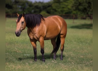 American Quarter Horse, Castrone, 9 Anni, Pelle di daino