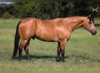 American Quarter Horse, Castrone, 9 Anni, Pelle di daino