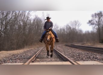 American Quarter Horse, Castrone, 9 Anni, Pelle di daino