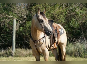 American Quarter Horse, Castrone, 9 Anni, Pelle di daino