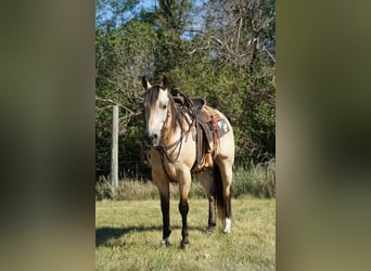 American Quarter Horse, Castrone, 9 Anni, Pelle di daino