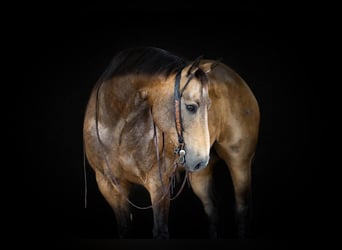 American Quarter Horse, Castrone, 9 Anni, Pelle di daino