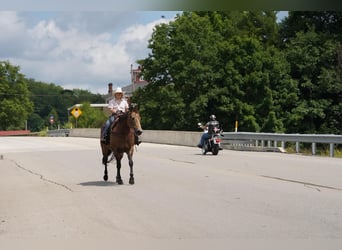 American Quarter Horse, Castrone, 9 Anni, Pelle di daino