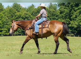 American Quarter Horse, Castrone, 9 Anni, Pelle di daino