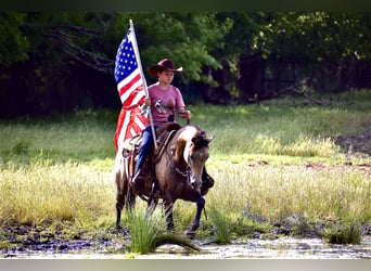 American Quarter Horse, Castrone, 9 Anni, Pelle di daino
