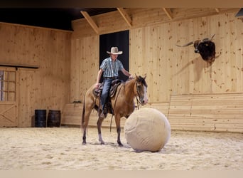 American Quarter Horse, Castrone, 9 Anni, Pelle di daino