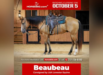 American Quarter Horse, Castrone, 9 Anni, Pelle di daino