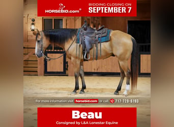 American Quarter Horse, Castrone, 9 Anni, Pelle di daino
