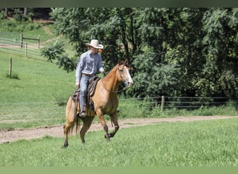 American Quarter Horse, Castrone, 9 Anni, Pelle di daino