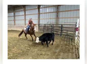 American Quarter Horse, Castrone, 9 Anni, Rabicano