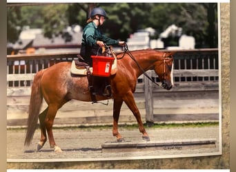 American Quarter Horse, Castrone, 9 Anni, Rabicano
