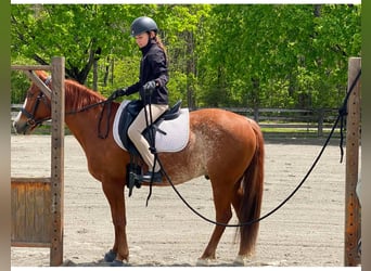 American Quarter Horse, Castrone, 9 Anni, Rabicano