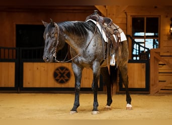 American Quarter Horse, Castrone, 9 Anni, Roano blu