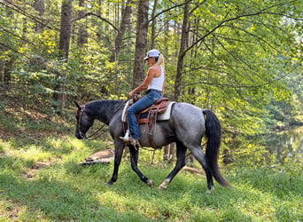 American Quarter Horse, Castrone, 9 Anni, Roano blu