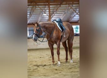American Quarter Horse, Castrone, 9 Anni, Roano rosso