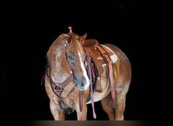 American Quarter Horse, Castrone, 9 Anni, Roano rosso