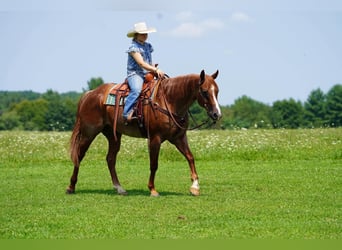 American Quarter Horse, Castrone, 9 Anni, Roano rosso