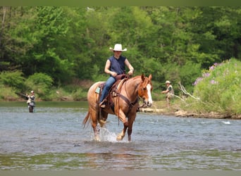 American Quarter Horse, Castrone, 9 Anni, Roano rosso