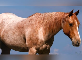 American Quarter Horse, Castrone, 9 Anni, Roano rosso