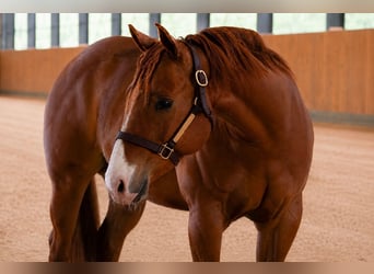 American Quarter Horse, Castrone, 9 Anni, Sauro