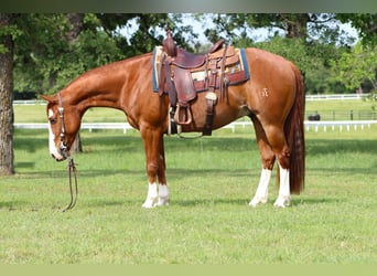 American Quarter Horse, Castrone, 9 Anni, Sauro ciliegia