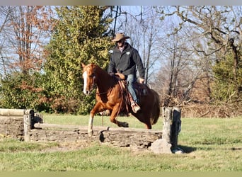 American Quarter Horse, Castrone, 9 Anni, Sauro ciliegia