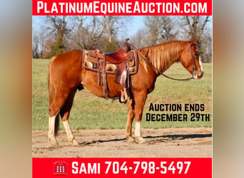 American Quarter Horse, Castrone, 9 Anni, Sauro ciliegia