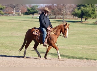 American Quarter Horse, Castrone, 9 Anni, Sauro ciliegia