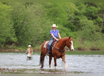 American Quarter Horse, Castrone, 9 Anni, Sauro ciliegia