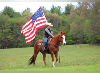 American Quarter Horse, Castrone, 9 Anni, Sauro ciliegia