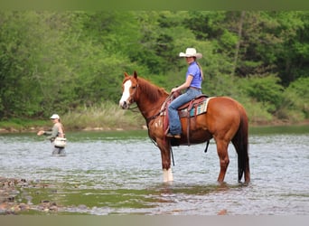 American Quarter Horse, Castrone, 9 Anni, Sauro ciliegia