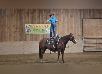 American Quarter Horse, Castrone, 9 Anni, Sauro ciliegia